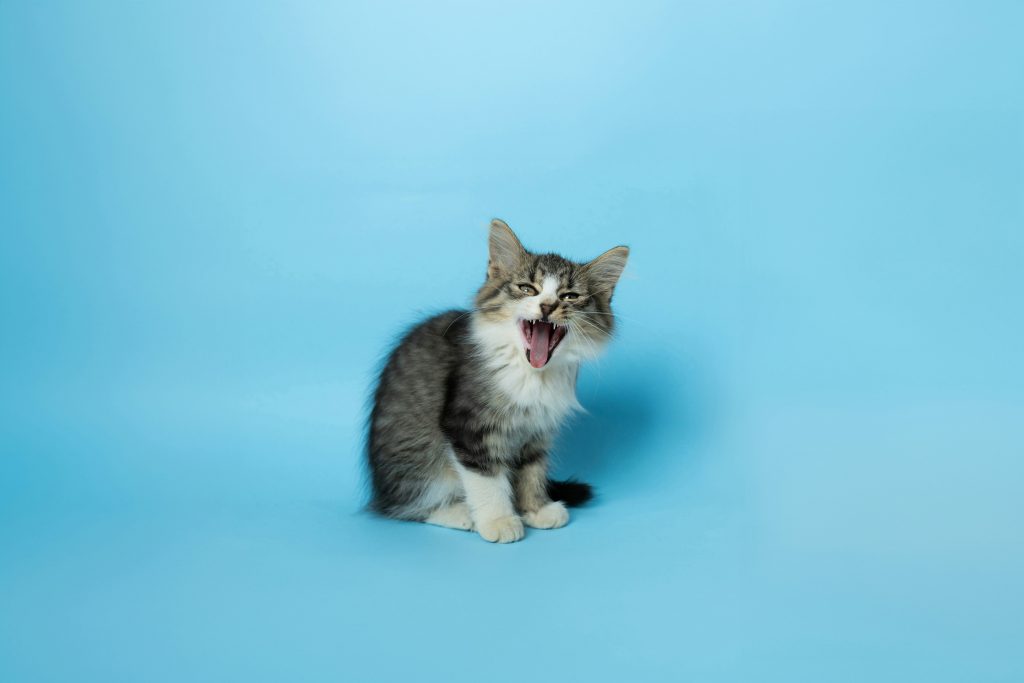 andy quezada s4ozw0uo4ri unsplash 2